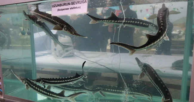 Cəmiyyətin balıq gözü baxışı... Balıq festivalında həm məmur, həm də plaş müzakirə olundu