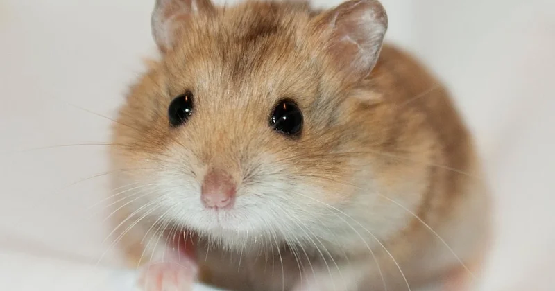 Калифорнийский хомяк обошел всех: ученые назвали самых моногамных существ