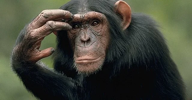 Meymun evə hucum etdi, pensiyaçı kişini öldürdü