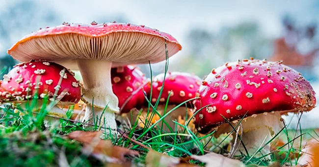 Yaponiyada süni intellekt zəhərli göbələyi səhv tanıdı: 70 yaşlı kişi xəstəxanaya düşdü