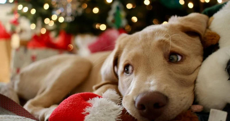 Evində yolka quranlara xəbərdarlıq