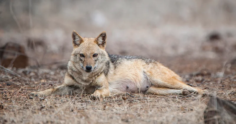 Canavar yatmış ananın körpəsini aparıb...