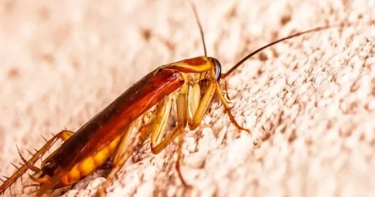 Bir gecədə bütün tarakanları məhv edin meyvə ilə sadə hiylə