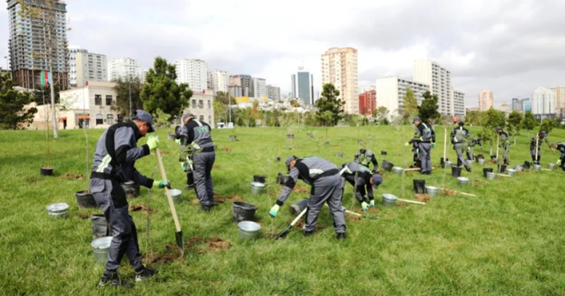 BŞİH: Ağacəkmələr davam edir