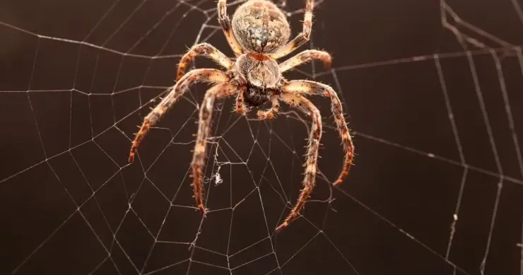 Hörümçəklərin neçə gözü var: onlar eşidə bilirlərmi?