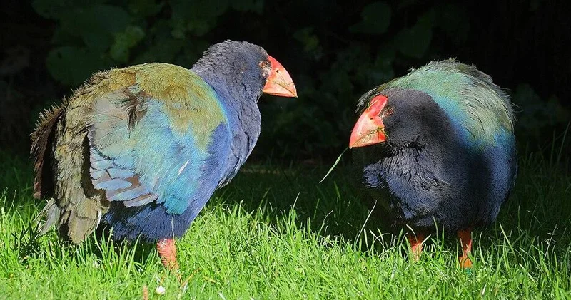 Əbədi olaraq itmiş hesab edilən quş geri döndü: Bu necə baş verdi?