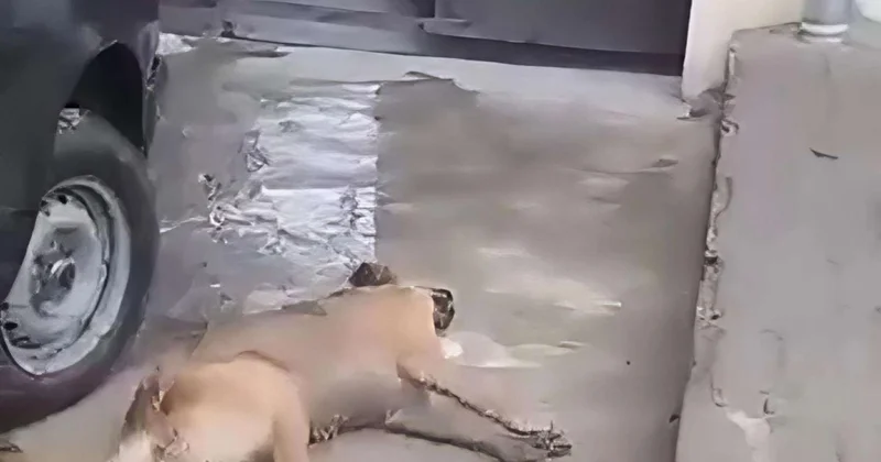 Gəncə İcra Hakimiyyəti itləri zəhərləyib? AÇIQLAMA+VİDEO