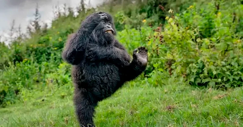 Bu ilin ən gülməli vəhşi heyvanının fotosu seçildi