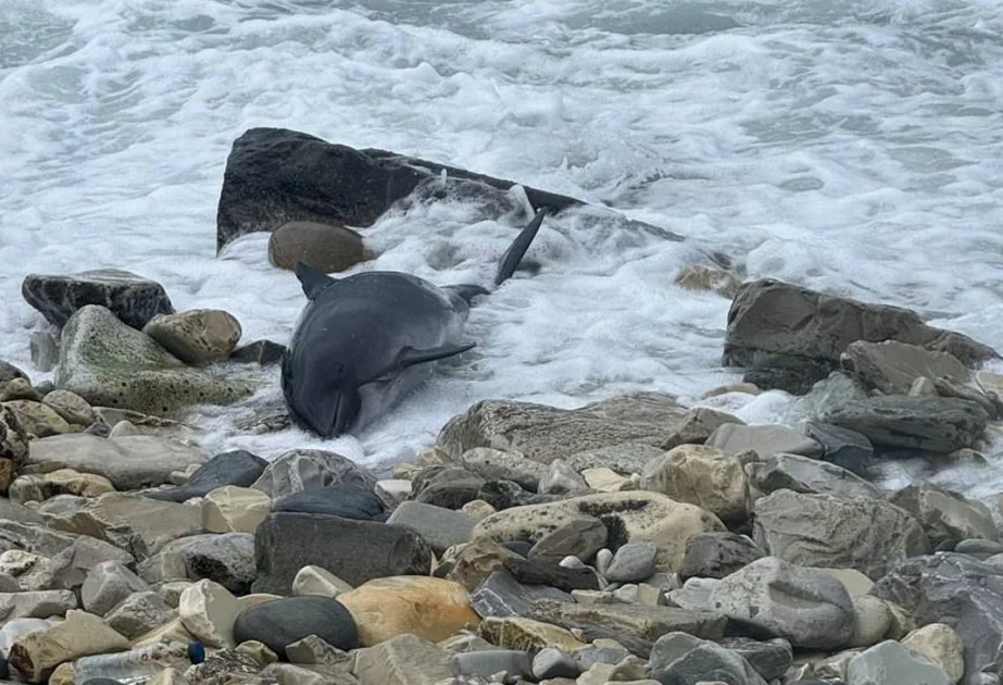 Kerç boğazında mazutun dağılmasından sonra 60a yaxın ölü delfin tapılıb AZƏRTAC