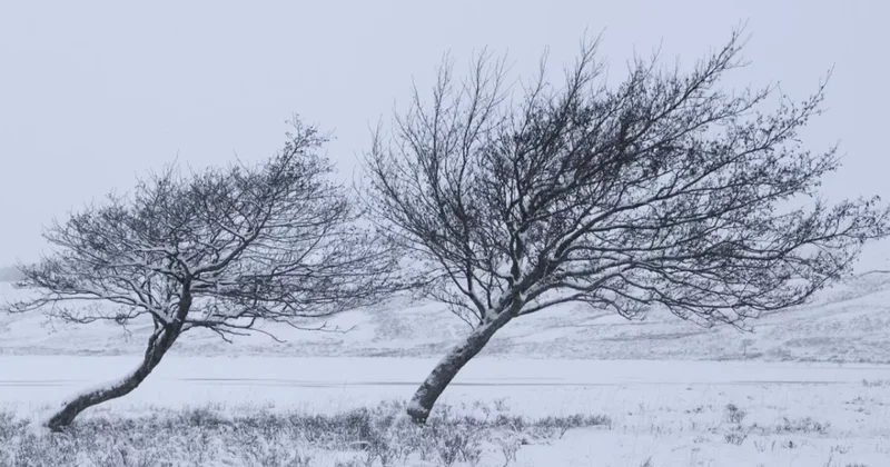 Снег и сильный ветер охватили регионы Азербайджана