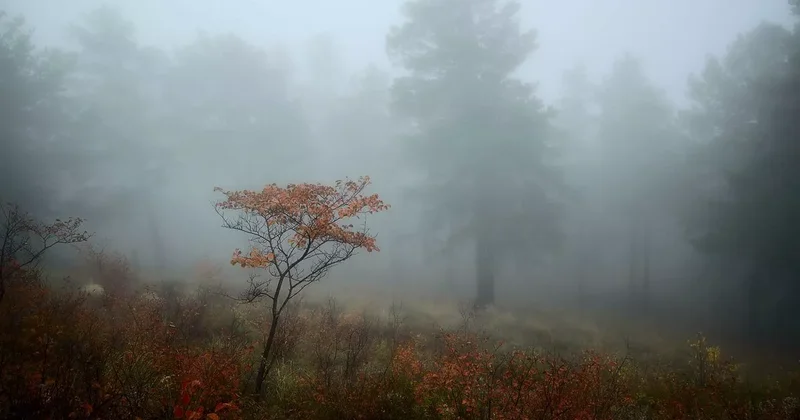 Водителей Азербайджана предупреждают о тумане на дорогах