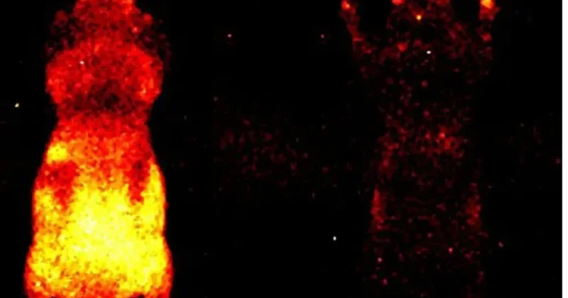 Bütün canlılarda zəif, amma ölçülə bilən parıltı mövcuddur