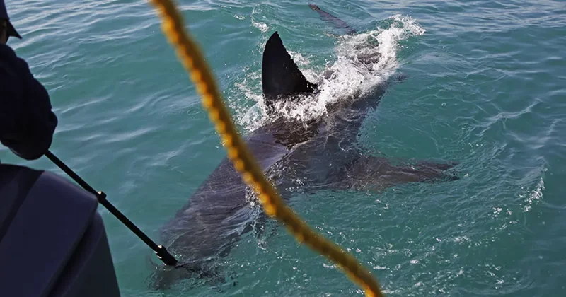 Американка погибла после нападения акулы на Виргинских островах