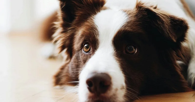 İtlər insanların söhbətlərini dinləyərək yeni sözlər öyrənirlər Alimlərdən yeni ARAŞDIRMA