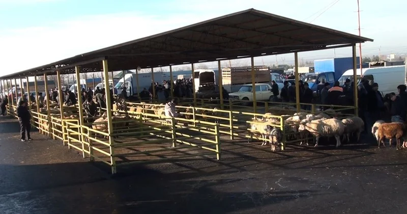Göyçay mal bazarından REPORTAJ FOTO
