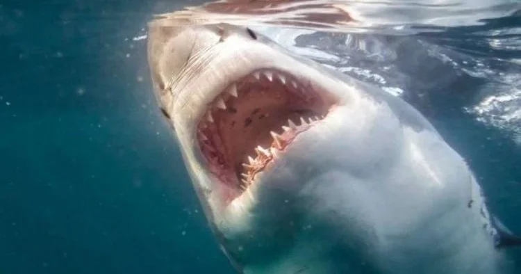 ABŞ də turist köpək balığının hücumuna məruz qalıb