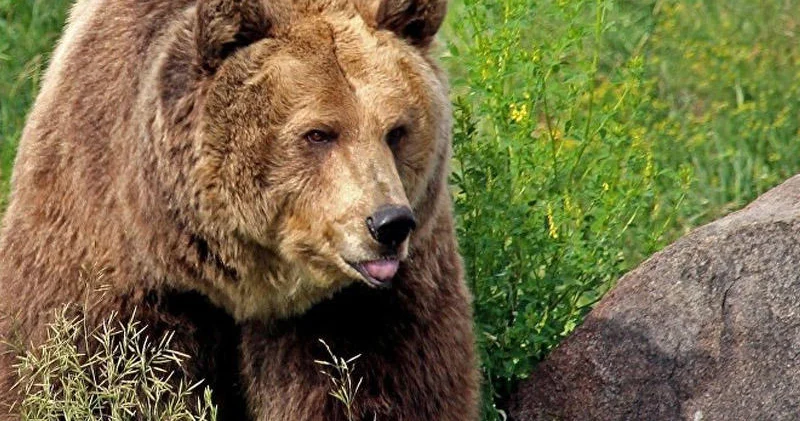 250 kq lıq ayı ABŞ sakininin zirzəmisində sığınacaq tapdı VİDEO