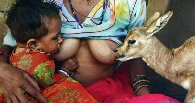 Dünyanın ən mərhəmətli xalqı Onlar maral balalarını öz övladı kimi böyüdür FOTOLAR KONKRET