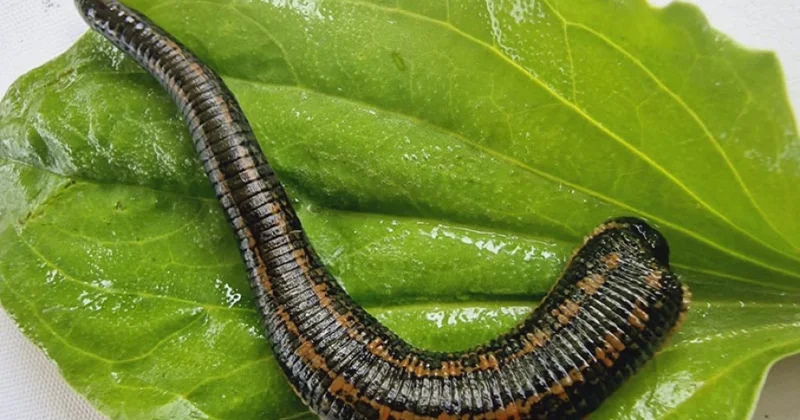 Bioloq alim: Azərbaycanda zəliçilik təsərrüfatları və biofabriklərin yaradılmasına ehtiyac var