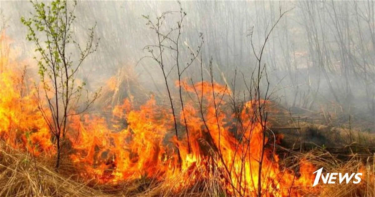 В Азербайджане горит заповедник