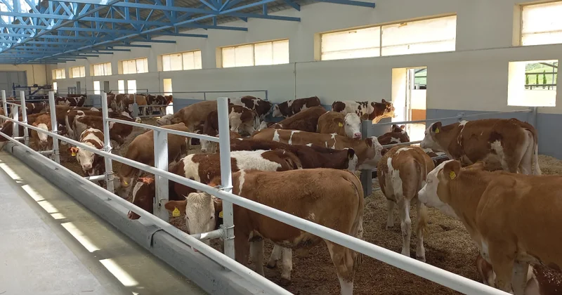 Xocalıdakı heyvandarlıq kompleksində istehsal olunan məhsullar daxili bazarla yanaşı, xaricə ixrac ediləcək