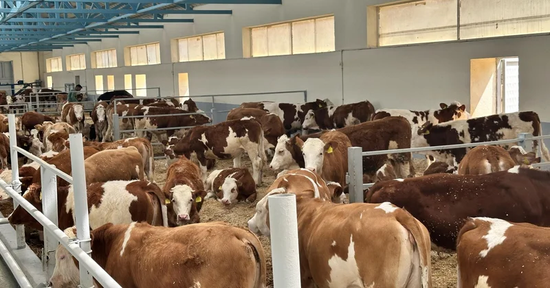 Продукция, произведенная на животноводческом комплексе в Ходжалы, также будет экспортироваться за рубеж (ФОТО)
