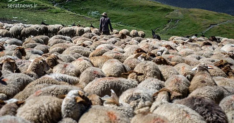 Kənddə naxırçı yoxdu...