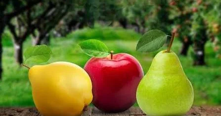 Rusiya bu meyvəni ən çox Azərbaycandan idxal edib