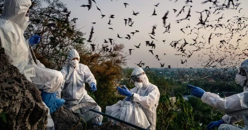 Yarasalarda yeni bir koronavirus variantı kəşf edildi