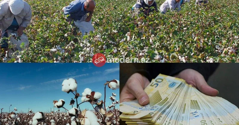 Fermerlər satdığı pambığın pulunu niyə ala bilmir? PROBLEM