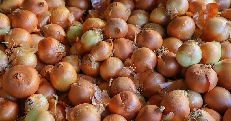 Gələn il soğan kəskin bahalaşacaq KONKRET