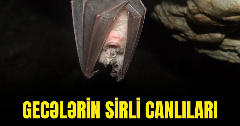 Gecələrin sirli canlıları: 20 min yarasa eyni mağarada necə yaşayır? VİDEO