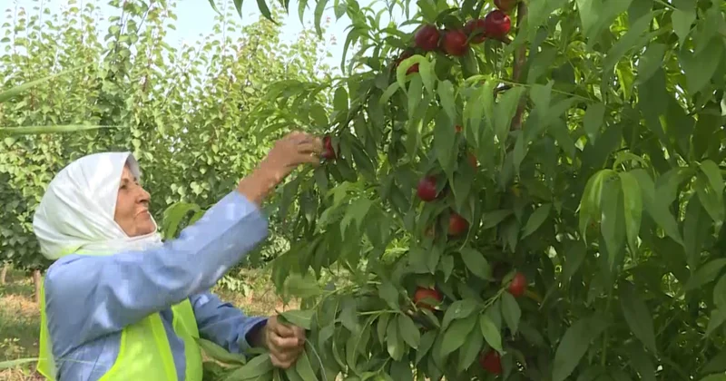 Sabirabadda dövlət dəstəyi ilə salınan intensiv bağdan bu il 800 tona yaxın məhsul gözlənilir