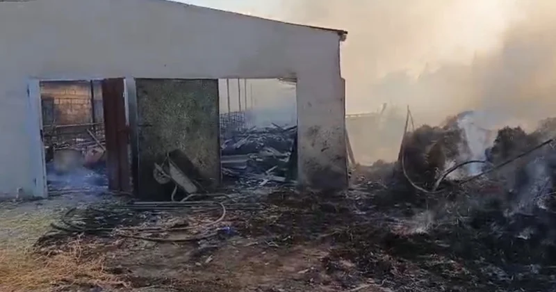 Salyanda ferma yanıb, heyvanlar tələf olub VİDEO