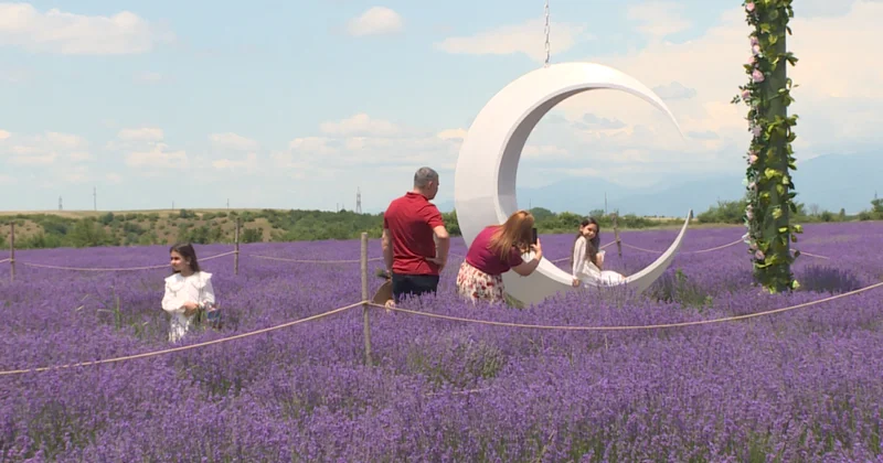 Qəbələnin lavanda tarlası turizm məkanına çevrilir
