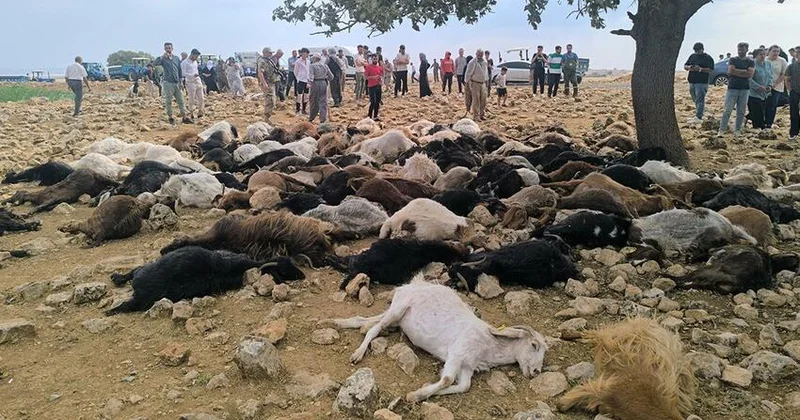 Türkiyədə ildırım 95 baş qoyunu tələf etdi