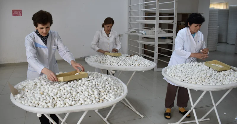 Qaxda 8 ton yaş barama istehsalı proqnozlaşdırılır