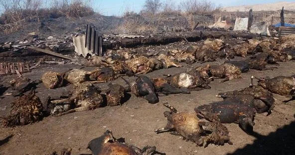 Salyanda fermada güclü yanğın: 30 dan çox mal qara tələf oldu