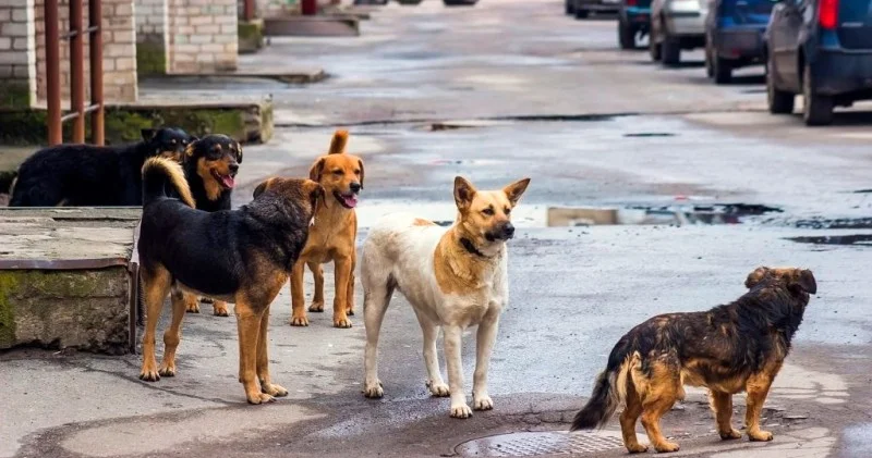 Bu itlərin axırı necə olacaq?