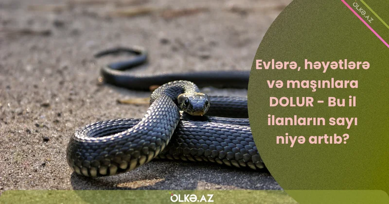 Evlərə, həyətlərə və maşınlara DOLUR Bu il ilanların sayı niyə artıb?