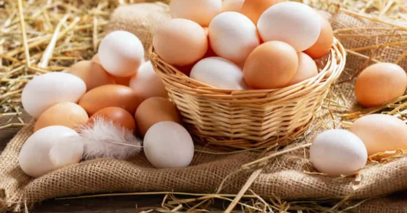 Azərbaycanda ilk dəfə damazlıq yumurta istehsalına görə subsidiya veriləcək