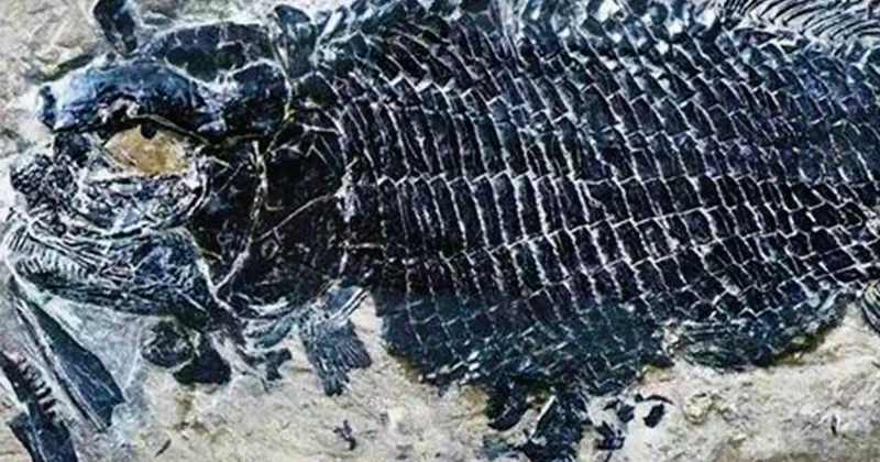 Ученые выяснили, как рыбы захватили моря после гибели динозавров