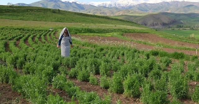 Şəhərdən kəndə köçüb, təsərrüfat YARATDI Məhsulun kiloqramını 100 manatdan baha satır FOTO
