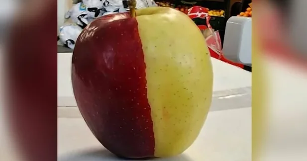 Nadir mutasiyalı alma mağazada görənləri təəccübləndirib