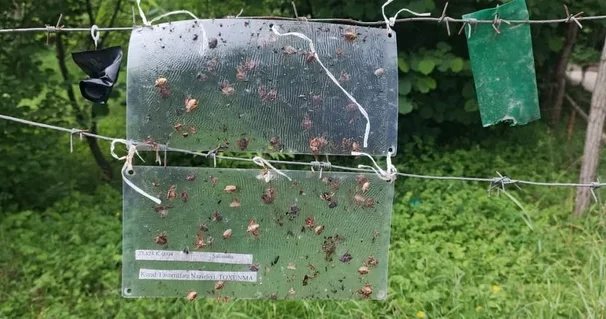 Феромонные ловушки и осы самураи: в Азербайджане усиливают борьбу с мраморным клопом