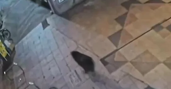 Заблудившийся медведь парализовал японский город ВИДЕО