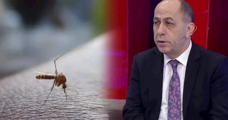 Buna görə Bakıda bu il ağcaqanad çoxdur Adil Qeybulla