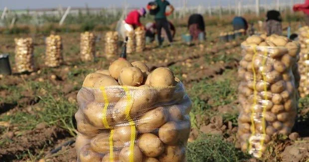 Kartof sahədə 10 qəpik, marketdə 80 qəpik Qazanan KİMDİR?