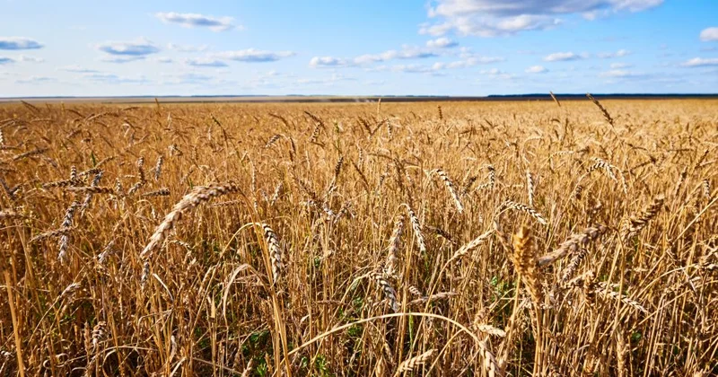 Turkmenistan reports strong wheat harvest following agricultural reforms