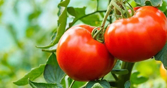 Pomidor biznesi qurmaq adı ilə 91,5 minlik dələduzluq etdi QƏRAR